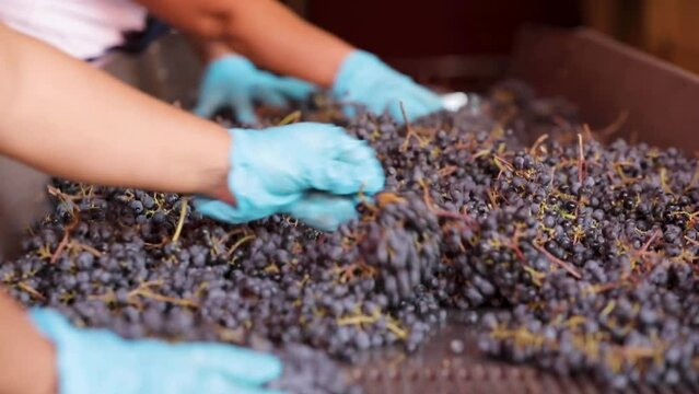 Manual process of segregating red grapes on vibrating table and adding the next bucket of grapes 
