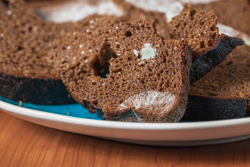 Dry musty bread. Spoiled, non-consumable food. Slices of black bread, covered with mold. Mold on bread