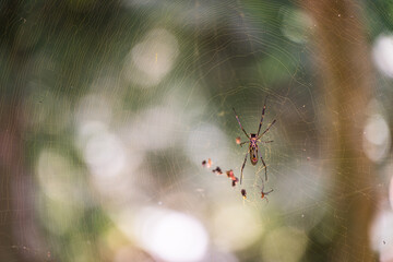 Female spider on dew-covered spider web with male nearby