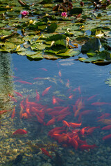 Flowers at the Biblioteca degli Alberi, Milan, Italy