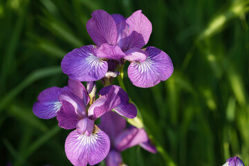 Flowers at the Biblioteca degli Alberi, Milan, Italy