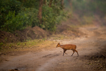 side profile of barking deer muntjac or Indian muntjac or red muntjac or Muntiacus muntjak an antler during outdoor jungle wildlife safari at dhikala forest jim corbett national park uttarakhand india