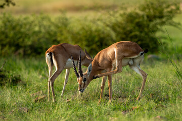 two Chinkara or Indian gazelle or Gazella bennettii Antelope animal pair eyes expression grazing grass in monsoon green wildlife safari ranthambore national park reserve sawai madhopur rajasthan india