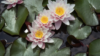Gently pink lotus flower in natural habitat.