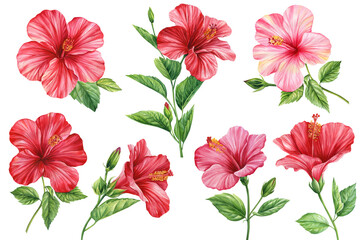 Hibiscus flowers set, isolated white background, botanical illustration, tropical flower, red floral elements watercolor © Hanna