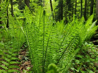 Fern thickets in the forest