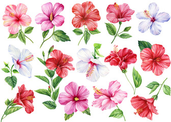 Hibiscus flowers set, isolated white background, botanical illustration, tropical colorful floral elements watercolor © Hanna