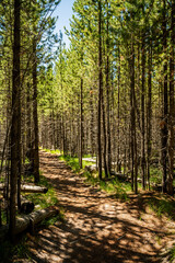 Wide Trail Trail Through Shadowy Forest on the Way to Harlequin Lake