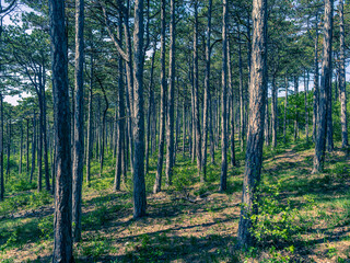 green forest in spring time