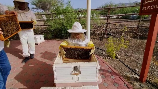 Footage of the father working with their kids at the bee farm. Nature