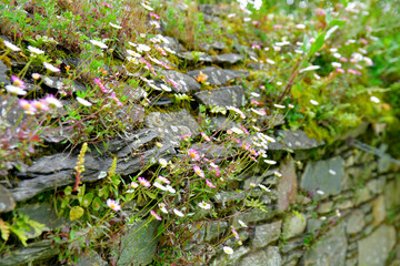 Vergerettes ou pâquerettes des murailles en Bretagne-France