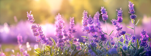 Fototapeta na wymiar Purple Lavender field on sunny day. Summer background. Blurred effect. Generative Ai content