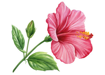Hibiscus flower  isolated white background, botanical illustration, tropical flower, red flora watercolor © Hanna