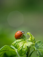 beautiful view of a ladybug on a green leaf of a plant with a green background