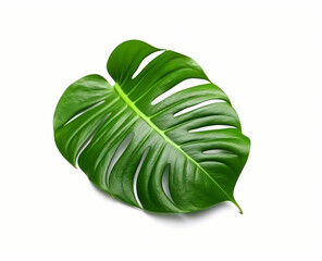 A green leaf with the word tropical on it
