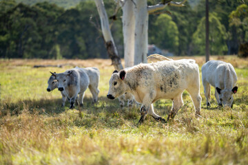 Obraz premium Speckle park cows and cattle on a regenerative native pasture farm. Sustainable beef production in the wilderness. cattle grazing on long grass. Beautiful Farming landscape in lush green grass