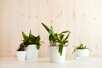 green homeplants with white pot at table home. Collection of various succulents. Potted house plant