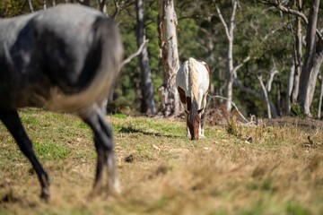 Brown horse grazing in a field on grass in a the wilderness.