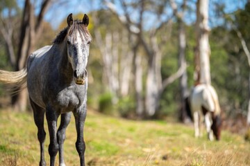 Obraz premium horse in the field