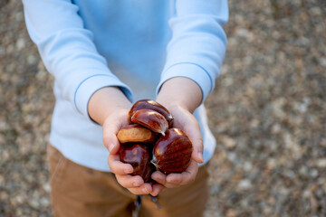 Kid holding in hands bunch of sweet chestnuts. Castanea sativa. Edible chestnuts harvest