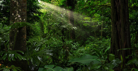 Rain forest in Central America - obrazy, fototapety, plakaty