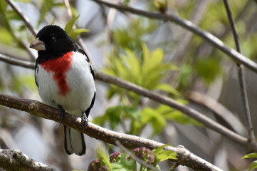 Fototapeta premium A pink-breasted cardinal in the garden, Sainte-Apolline, Québec, Canada