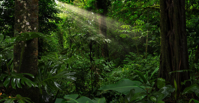 Fototapeta Rain forest in Central America