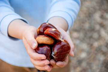 Kid holding in hands bunch of sweet chestnuts. Castanea sativa. Edible chestnuts harvest
