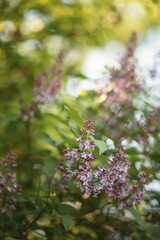 Photo of a blooming lilac bush.