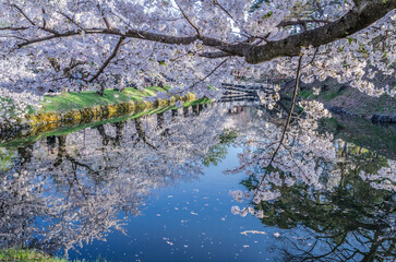 弘前公園桜まつり