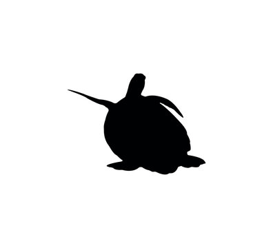 Turtle silhouette on white background