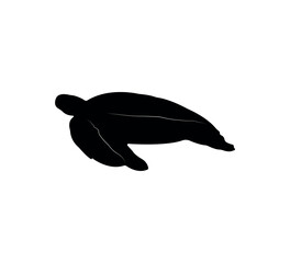 Turtle silhouette on white background