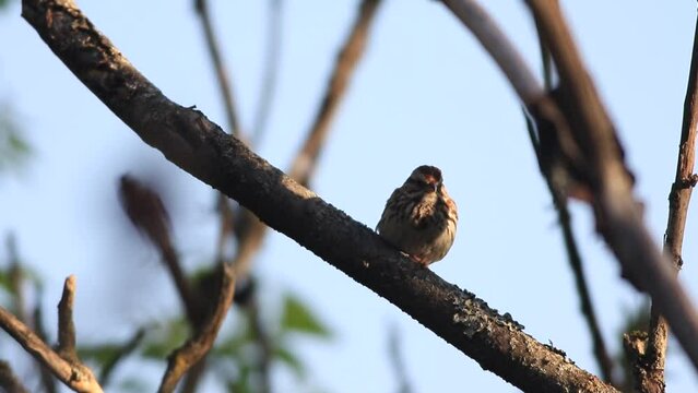 Un bruant chanteur sur la branche d'un arbre