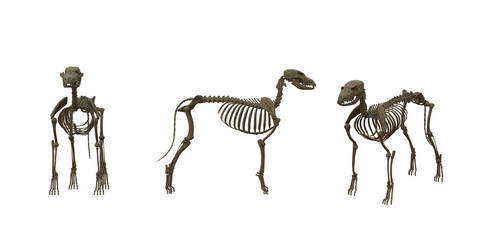 Isolated 3d render of dog skeleton animal in 3 different view option for medical anatomy. 
