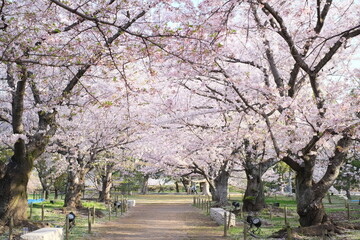 Naklejka premium blossom