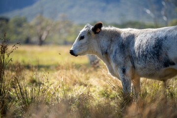 Holistic Grazing and Conservation Practices in South America's Pastoral Fields