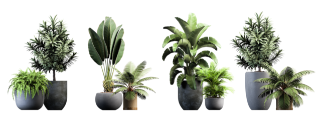 plant in a pot