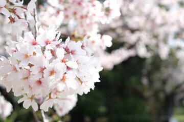 pink cherry blossom