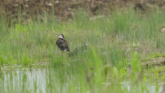Lapwing grooming itself in the rain