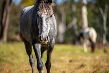 Sustainable Horse Farming in NSW, Australia