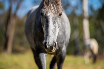 Sustainable Horse Farming in NSW, Australia