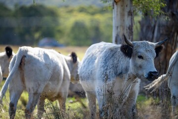 Herd of speckle park cows with horn in a field grazing on pasture on a regenerative, organic, sustainable farm in springtime. Lush green grass
