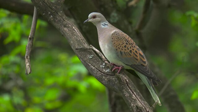Turtle dove perched on a branch