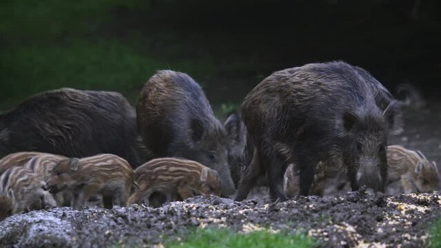 Herd of wild hogs feeding in the forest