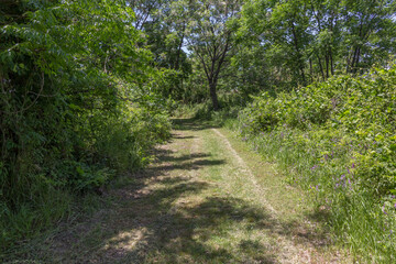 Fototapeta premium 草の多い未舗装路