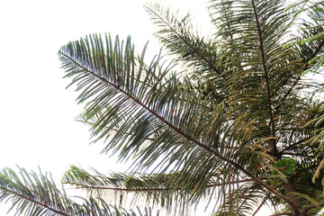 Fototapeta na wymiar palm leaves and branches background cut out