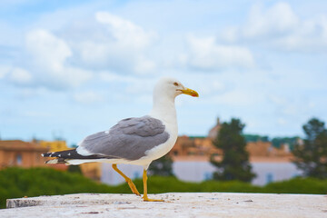 Naklejka premium Seagull close up against the blurred background.