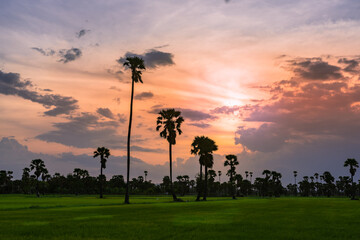 Rural rice farm with beautiful sunset sky.