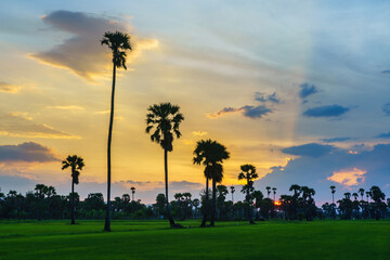 Rural rice farm with beautiful sunset sky.