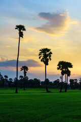 Rural rice farm with beautiful sunset sky.